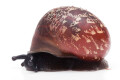 Oligospira waltoni Deniyaya, Sri Lanka juvenil F1